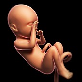 Foetus at 9 months,artwork
