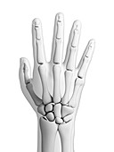 Human hand bones,artwork