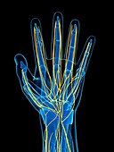 Human hand nerves,artwork