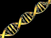 DNA double helix reflecting microarray