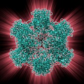 HPV L1 surface protein