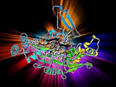 Nitric oxide synthase molecule