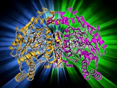 Nitric oxide synthase molecule