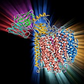 Cytochrome c oxidase and antibody