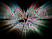 Transcription factor and DNA molecule