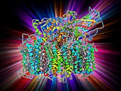 Photosystem II molecule