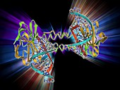 DNA binding protein,molecular model