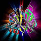 Human rotavirus capsid protein molecule