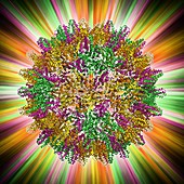 Hepatitis B virus capsid,molecular model