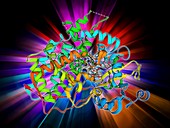 Cytochrome P450 and erythromycin