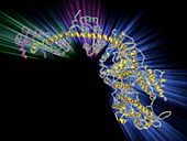 Molecular motor protein