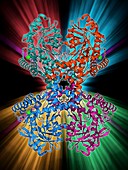 Selenocysteine synthase enzyme molecule