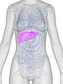 Female liver,artwork