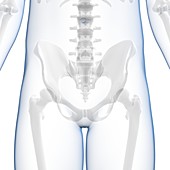 Human hip bone,artwork