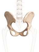 Human hip bone,artwork