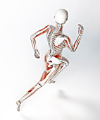 Skeleton of runner,artwork