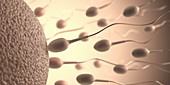 Human sperm and egg,artwork