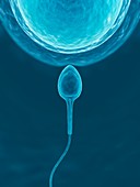 Human sperm and egg,artwork