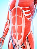 Human abdominal muscular system,artwork