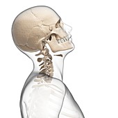 Human skull and neck bones,artwork