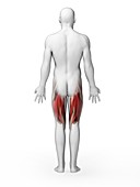 Human upper leg muscles,artwork