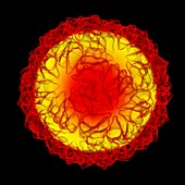Caulobacter bacteriophage,artwork