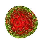 Infectious salmon anaemia virus (ISA),ar