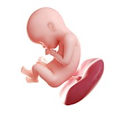 Foetus at 22 weeks,artwork