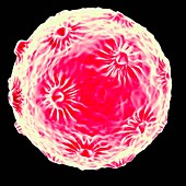 Human papillomavirus (HPV),artwork