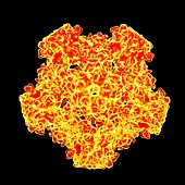 Human papillomavirus,artwork