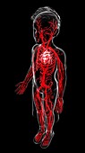 Human vascular system,artwork