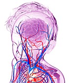 Human cardiovascular system,artwork