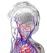 Human cardiovascular system,artwork