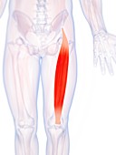 Human thigh muscle,artwork
