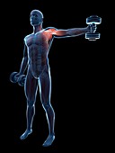 Muscular system of weight lifter,artwork