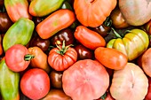 A crop of varieties of tomato