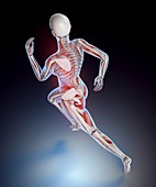 Human skeletal structure of a runner
