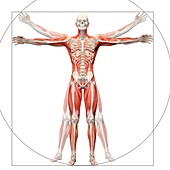 Human musculoskeletal system,artwork