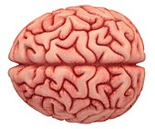 Human brain,artwork