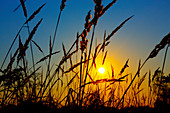 Wheat field in sunrise