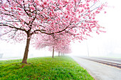 Pink blossom on trees