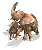 Adult and young elephants,artwork