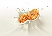 Biscuits splashing into milk,artwork