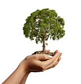 Person holding a tree,artwork