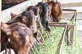 Goats eat hay