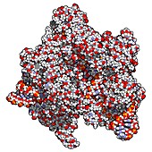 CRISPR-CAS9 gene editing complex