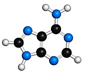 Adenine purine nucleobase molecule