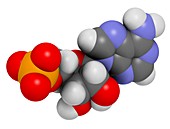 Adenosine monophosphate molecule