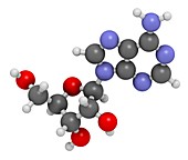Adenosine purine nucleoside molecule