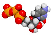 Cytidine triphosphate molecule